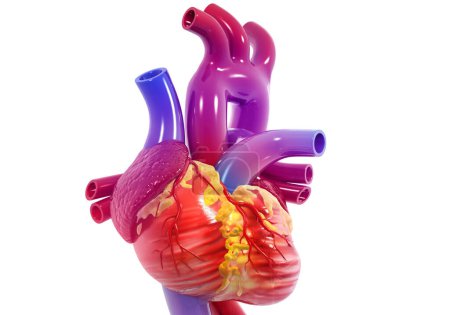 Photo for Human heart anatomy. 3d render - Royalty Free Image
