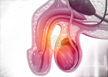 Téléchargez les photos : Coupe transversale de l'anatomie de l'urètre mâle. Illustration 3d - en image libre de droit