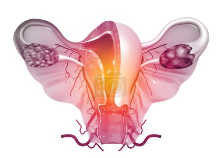 Photo for Anatomy of female reproductive system. 3d render - Royalty Free Image