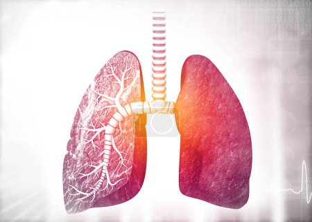 Téléchargez les photos : Anatomie des poumons humains. 3d rendu - en image libre de droit