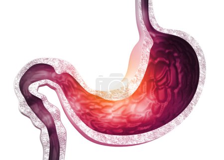 Téléchargez les photos : Anatomie de l'estomac humain. 3d rendu - en image libre de droit