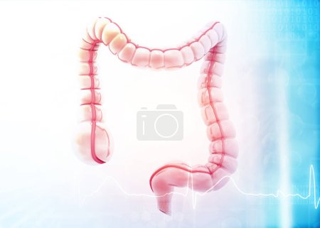 Foto de Modelo de anatomía del intestino grueso sobre fondo médico. ilustración 3d - Imagen libre de derechos