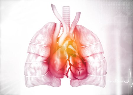 Téléchargez les photos : Poumons, anatomie cardiaque. Illustration 3d - en image libre de droit