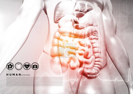 Téléchargez les photos : Corps humain avec système digestif sur fond médical. Illustration 3d - en image libre de droit