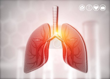 Foto de Anatomía de los pulmones humanos con bronquios y tráquea. ilustración 3d - Imagen libre de derechos