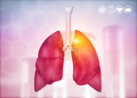 Téléchargez les photos : Anatomie des poumons humains avec bronches et trachée. Illustration 3d - en image libre de droit