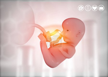 Photo for Fetus anatomy on medical background. 3d illustration - Royalty Free Image