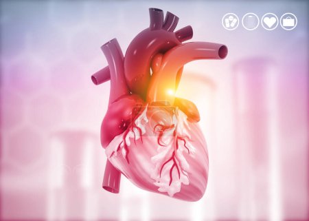 Foto de Anatomía del corazón humano en el fondo médico. 3d renderizar - Imagen libre de derechos