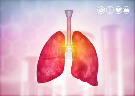 Foto de Anatomía de los pulmones humanos con bronquios y tráquea. ilustración 3d - Imagen libre de derechos