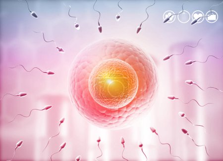 Photo for Human eggs and sperm, Sperm swimming to egg. 3d illustration - Royalty Free Image