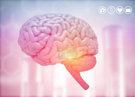 Foto de Diagrama de anatomía del cerebro humano sobre antecedentes médicos. ilustración 3d - Imagen libre de derechos