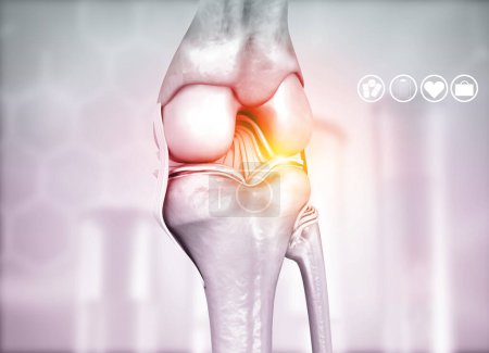 Photo for Anatomy of knee joint on medical background. 3d illustration - Royalty Free Image