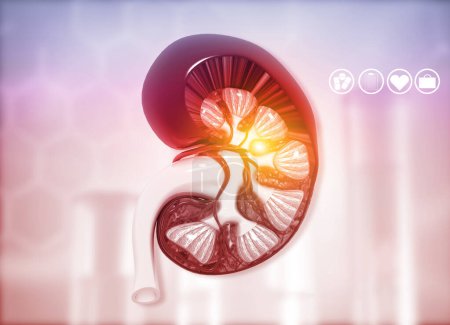 Foto de Sección transversal del riñón humano sobre los antecedentes científicos. 3d renderizar - Imagen libre de derechos