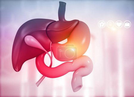 Photo for Anantomy of Liver  stomach  pancreas  gallbladder and spleen on medical background. 3d illustration - Royalty Free Image