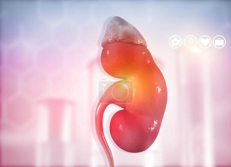 Photo for Human kidney on science background. 3d render - Royalty Free Image