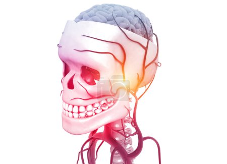 Téléchargez les photos : Anatomie de la tête humaine sur fond médical. Illustration 3d - en image libre de droit