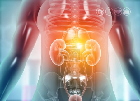 Photo for Kidney in human body. 3d illustration - Royalty Free Image