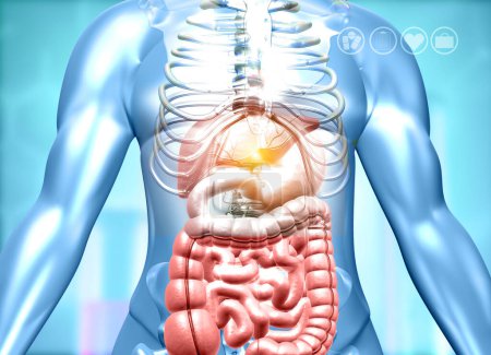 Téléchargez les photos : Corps humain avec système digestif sur fond médical. Illustration 3d - en image libre de droit