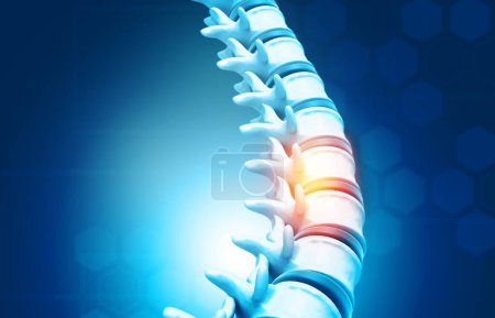 Photo for Human spine, vertebrae anatomy on science background. 3d illustration - Royalty Free Image