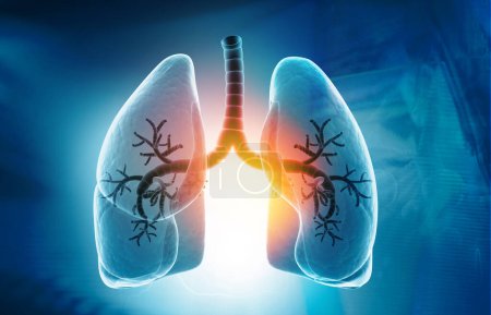 Téléchargez les photos : Anatomie pulmonaire humaine sur fond bleu. Illustration 3d - en image libre de droit