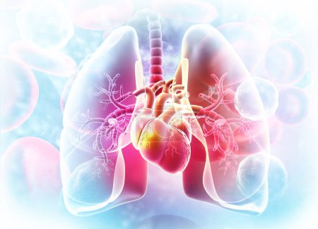 Téléchargez les photos : Poumons, anatomie cardiaque sur fond de science. Illustration 3d - en image libre de droit