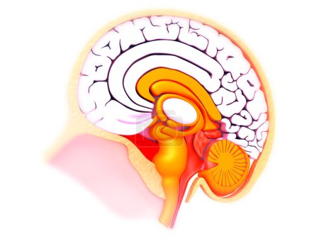 Téléchargez les photos : Coupe transversale du cerveau humain sur fond médical. Illustration 3d - en image libre de droit
