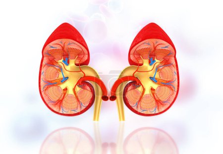 Photo for Cross section of human kidney on science background. 3d illustration - Royalty Free Image