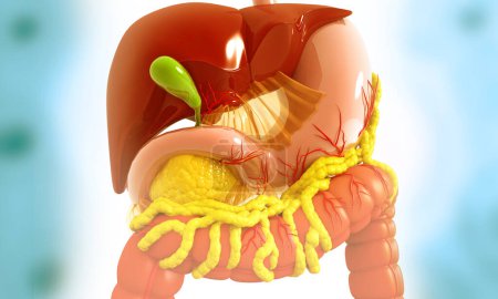 Téléchargez les photos : Système digestif humain. Illustration 3d - en image libre de droit