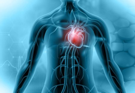 Téléchargez les photos : Coeur dans un corps humain transparent. Illustration 3d - en image libre de droit