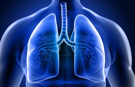 Téléchargez les photos : Système respiratoire humain, anatomie pulmonaire. Illustration 3d - en image libre de droit