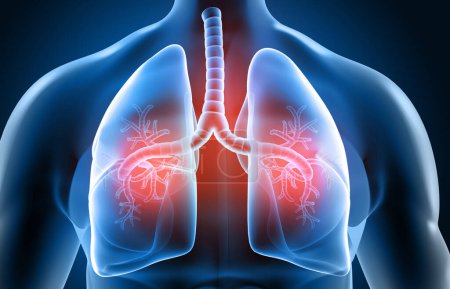 Das menschliche Atmungssystem, die Anatomie der Lungen. 3D-Illustration