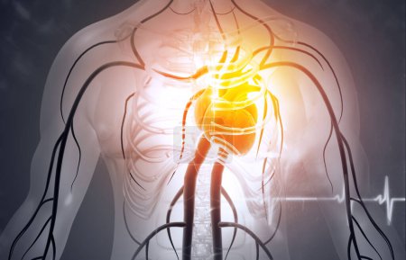 Téléchargez les photos : Circulation humaine système cardiovasculaire avec anatomie cardiaque. Illustration 3d - en image libre de droit