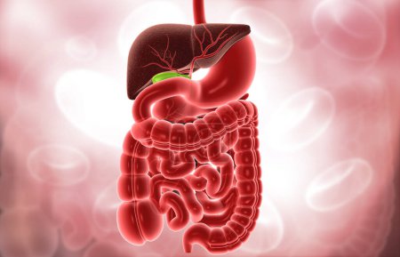 Antecedentes científicos del sistema digestivo humano. ilustración 3d