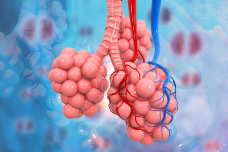 Lungenbläschen auf medizinischem Hintergrund. 3D-Illustration