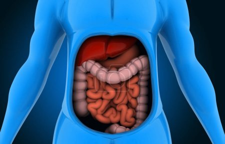 Téléchargez les photos : Anatomie du corps humain avec le système digestif. Illustration 3d - en image libre de droit