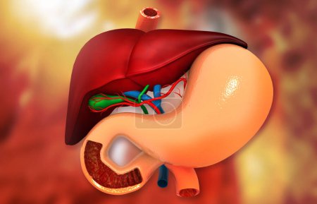 Foto de Vista de cerca del sistema digestivo humano. Hígado estómago y páncreas. Ilustración 3d - Imagen libre de derechos