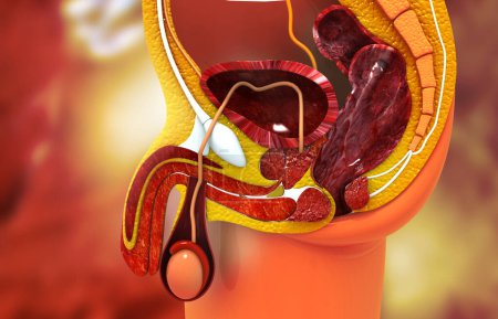 Téléchargez les photos : Anatomie de la section transversale du système reproducteur masculin. Illustration 3d - en image libre de droit