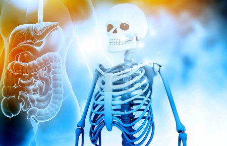 Photo for Human skeleton on medical background. 3d illustration - Royalty Free Image