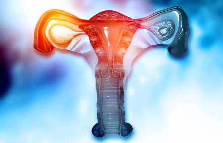 Téléchargez les photos : Anatomie du système reproducteur féminin. 3d rendu - en image libre de droit