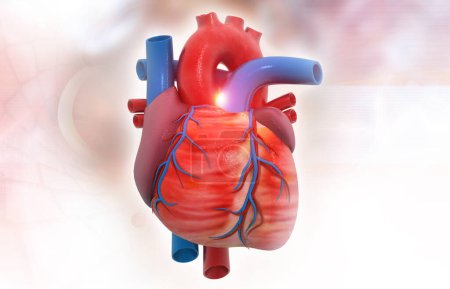 Photo for Anatomy of Human Heart on medical background. 3d render - Royalty Free Image