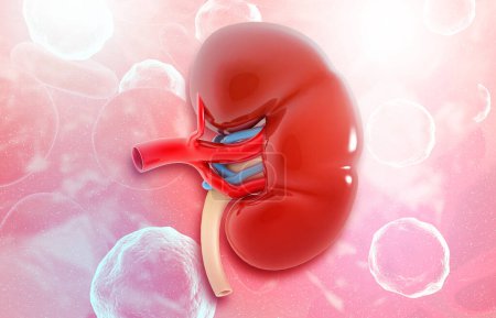 Photo for Human kidney under medical background. 3d illustration - Royalty Free Image