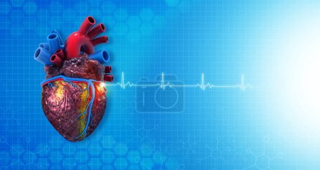Foto de Anatomía del corazón humano en ecg antecedentes médicos. 3d renderizar - Imagen libre de derechos