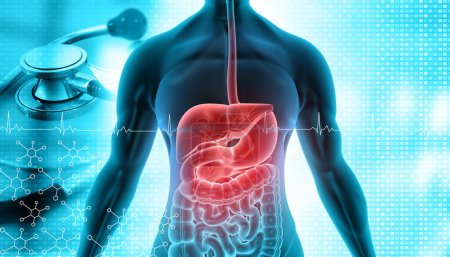 Foto de Sistema digestivo humano con antecedentes médicos. Cuerpo humano y sistema digestivo con estetoscopio. ilustración 3d - Imagen libre de derechos