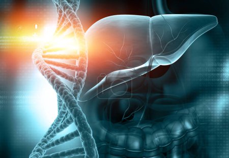 Téléchargez les photos : Anatomie du foie humain avec brin d'ADN sur fond scientifique. Illustration 3d - en image libre de droit