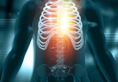 Téléchargez les photos : Anatomie masculine, squelette sur fond scientifique bleu. Illustration 3d - en image libre de droit