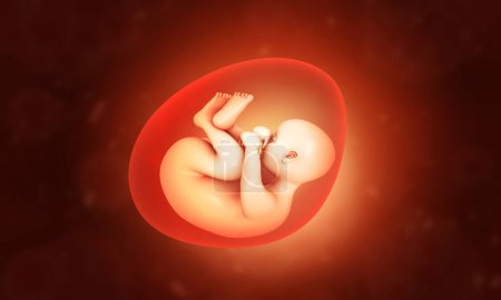 Foto de Feto humano dentro del útero con hebra de ADN. ilustración 3d - Imagen libre de derechos