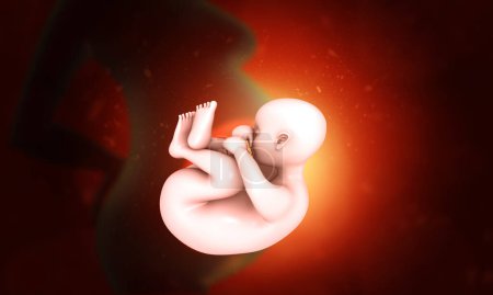 Photo for Human fetus inside womb. 3d illustration - Royalty Free Image