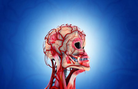 Foto de Anatomía de la cabeza humana. ilustración 3d - Imagen libre de derechos