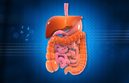 Photo for Human digestive system on blue scientific background. 3d illustration - Royalty Free Image