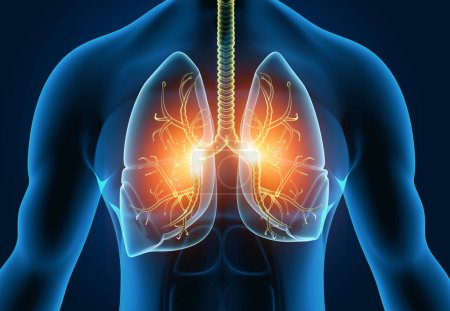 Téléchargez les photos : Anatomie pulmonaire humaine sur fond de science. Illustration 3d - en image libre de droit